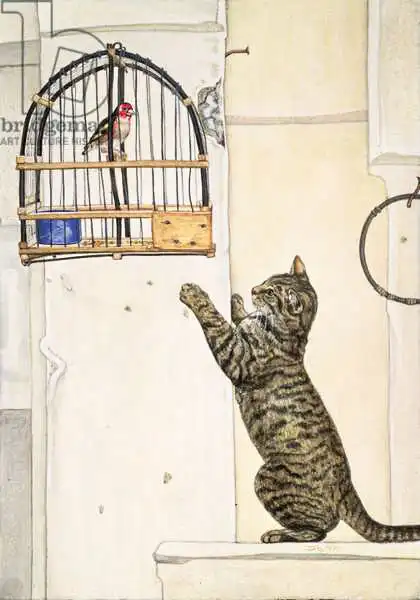 Ditz: The Essuaira-Bird