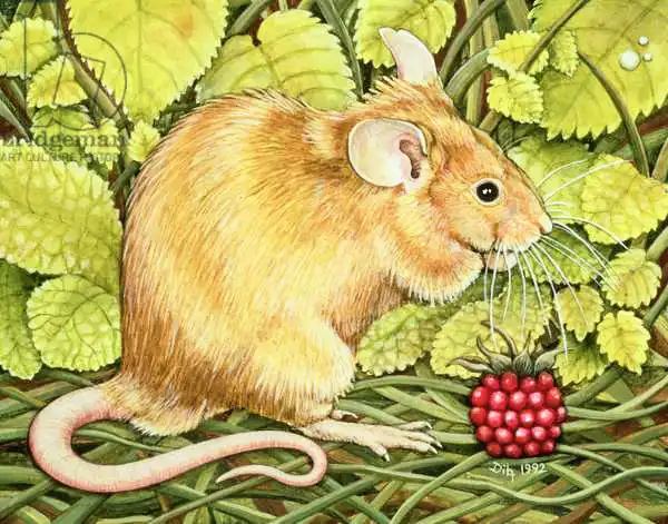 Ditz: The Raspberry-Mouse