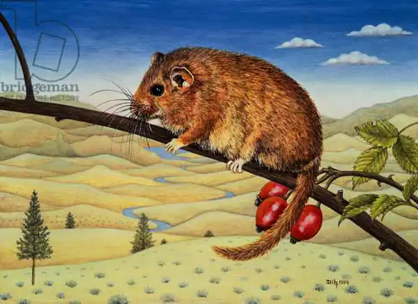 Ditz: Dormouse Number Two