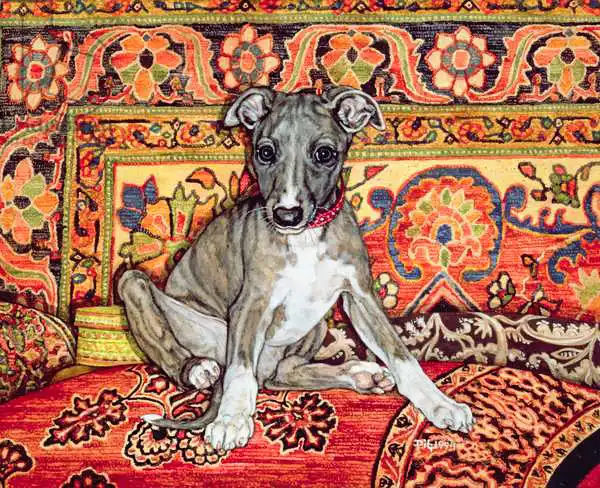 Ditz: My Whippet Baby