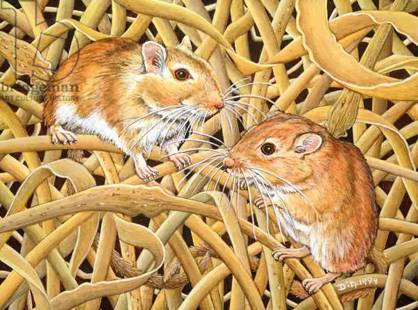 Ditz: The Gerbils