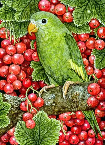 Ditz: Redcurrant-Parakeet