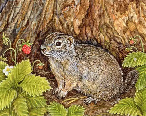 Ditz: Eagle Creek, Wild Strawberry, Ground Squirrel