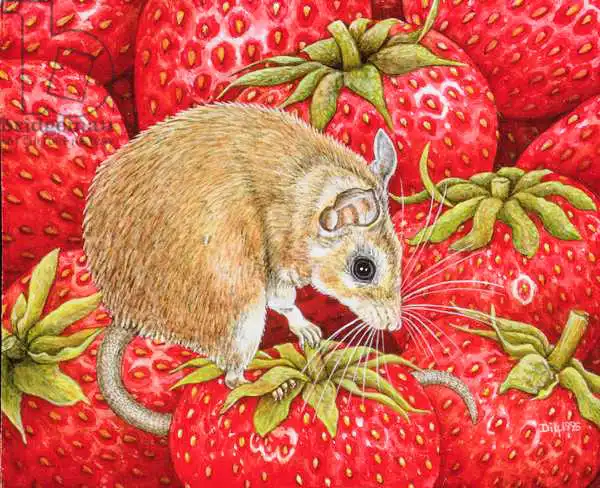 Ditz: Strawberry-Mouse