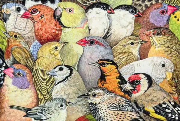 Ditz: Patchwork-Birds