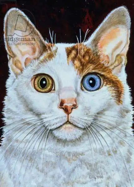 Ditz: Minette