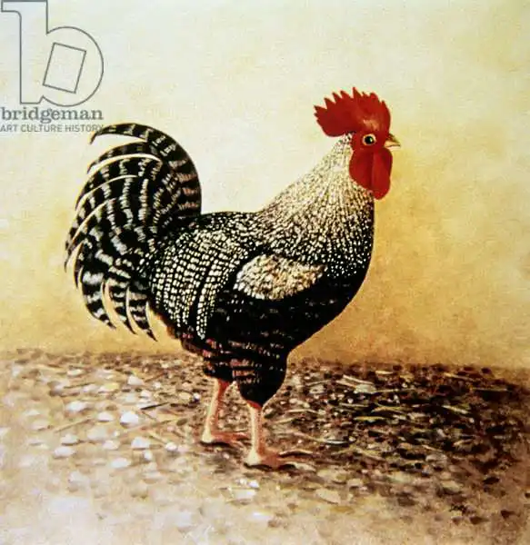 Coffee, Dory: Speckled Rooster