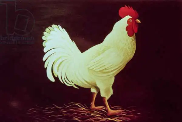Coffee, Dory: Rooster