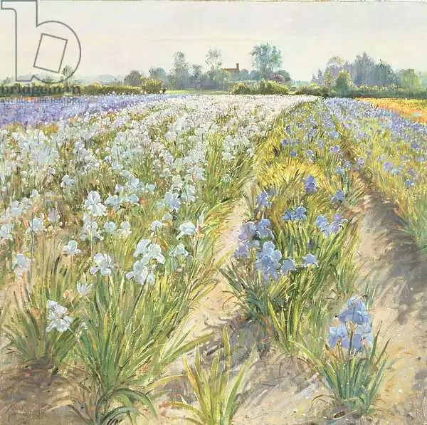 Easton, Timoth: Blue and White Irises, Wortham