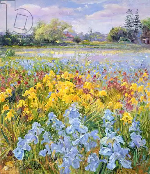 Easton, Timoth: Irises, Willow and Fir Tree