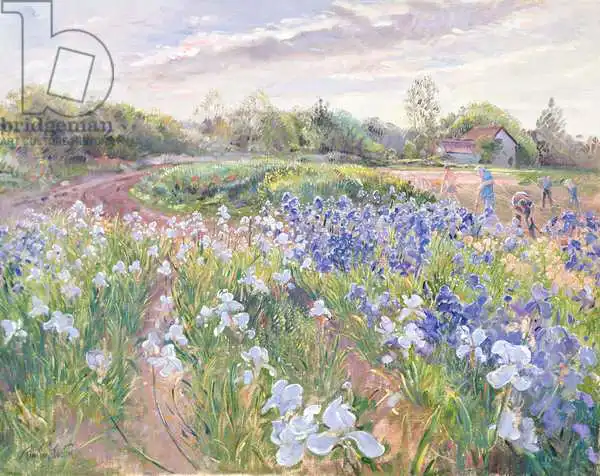 Easton, Timoth: Sunsparkle on Irises