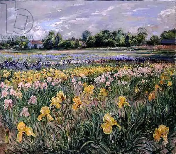Easton, Timoth: Cottages and Iris Field
