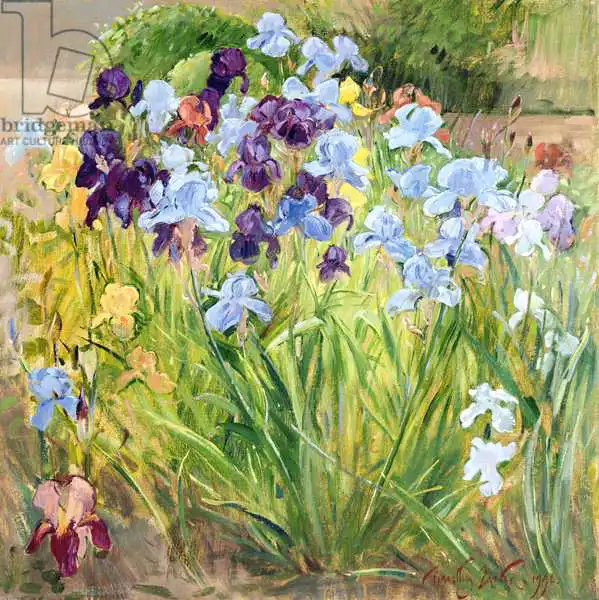 Easton, Timoth: The Iris Bed, Bedfield