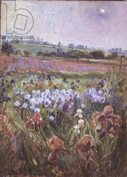 Easton, Timoth: Iris y sol naciente