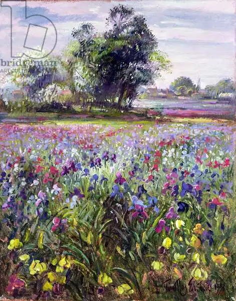 Easton, Timoth: Irises and Distant May Tree