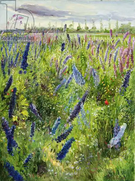 Easton, Timoth: Delphiniums et soleil émergent