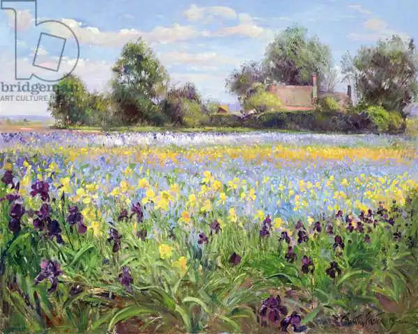 Easton, Timoth: Farmstead and Iris Field