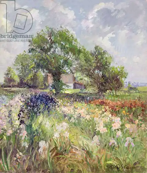 Easton, Timoth: White Barn and Iris Field