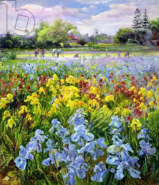 Easton, Timoth: Hoeing Team and Iris Fields