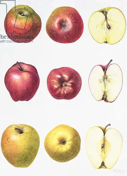 Eden, Margaret Ann: Six Apples