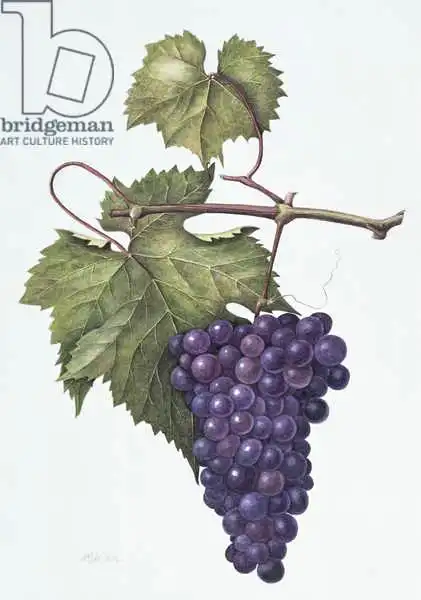 Eden, Margaret Ann: Grapes