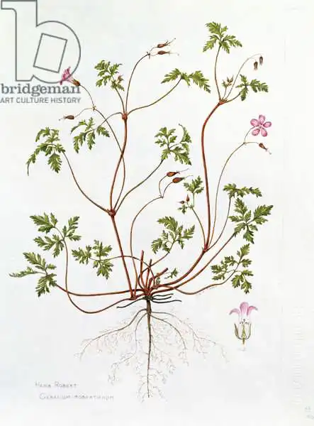 Everett, Diana: Herb Robert