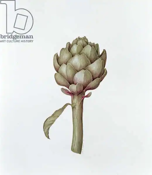 Everett, Diana: Artichaut