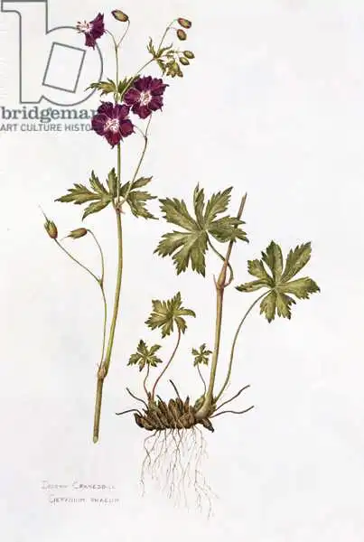 Everett, Diana: Cranesbill sombre