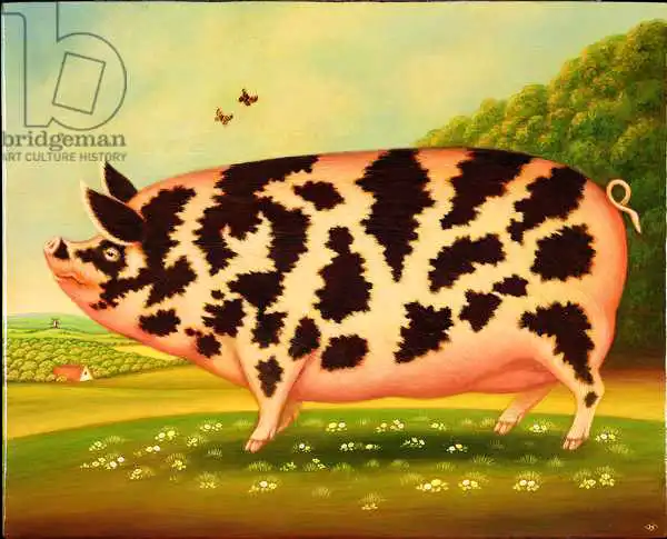 Broomfield, Frances: Old Spot Pig