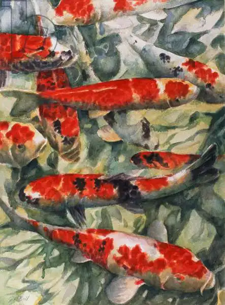 Ball, Gareth Lloyd: Koi Carp