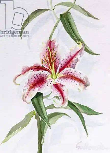 Godlewska de Aranda, Izabella: Lily