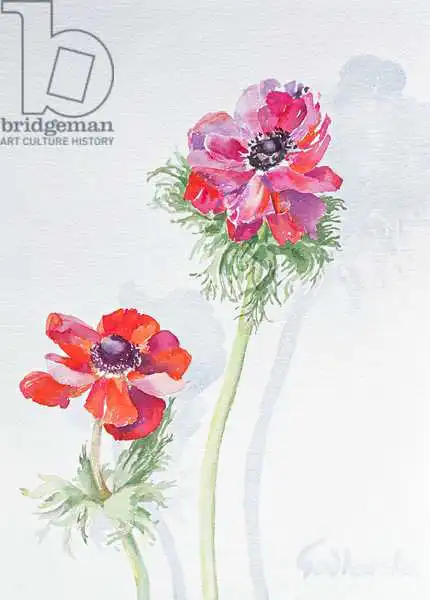 Godlewska de Aranda, Izabella: Anemone