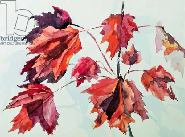Godlewska de Aranda, Izabella: No.24 Autumn Maple Leaves