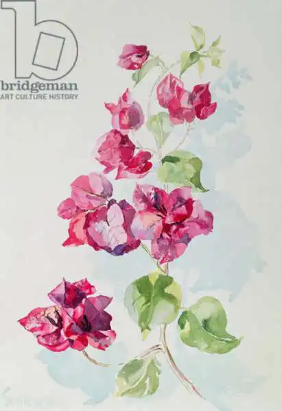 Godlewska de Aranda, Izabella: No.2 Bougainvillea Red