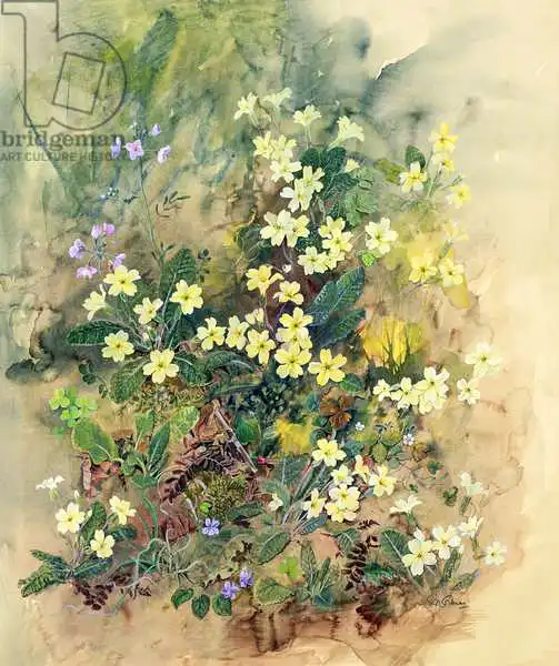 Gubbins, John: Primrose Bank