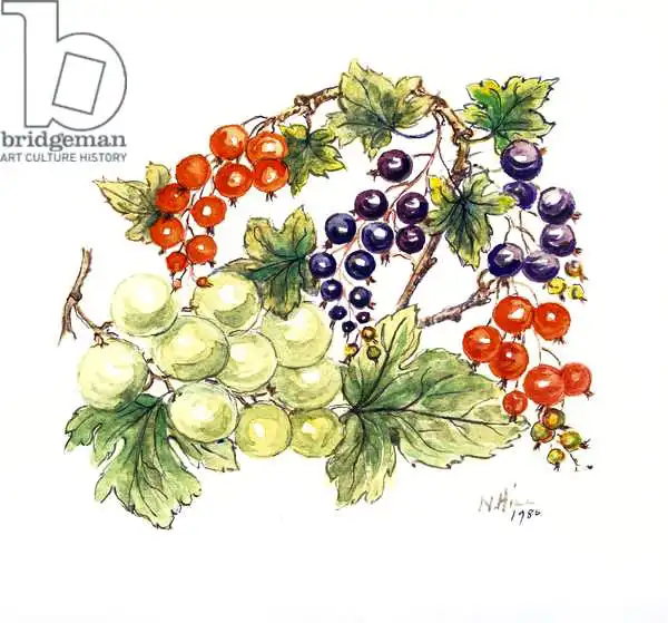 Hill, Nell: Grosellas negras y rojas con uvas verdes