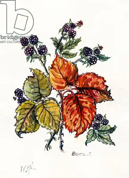 Hill, Nell: Bramble