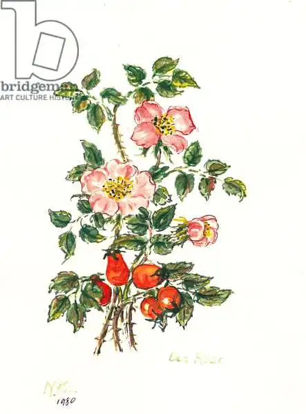 Hill, Nell: Rosa de los perros