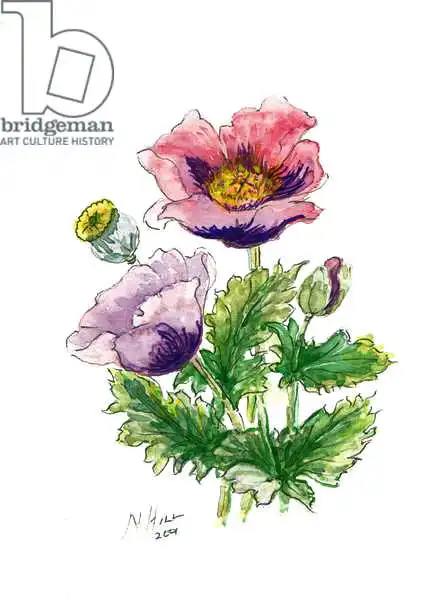Hill, Nell: Adormidera