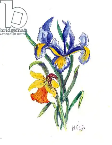 Hill, Nell: Iris azul y narciso