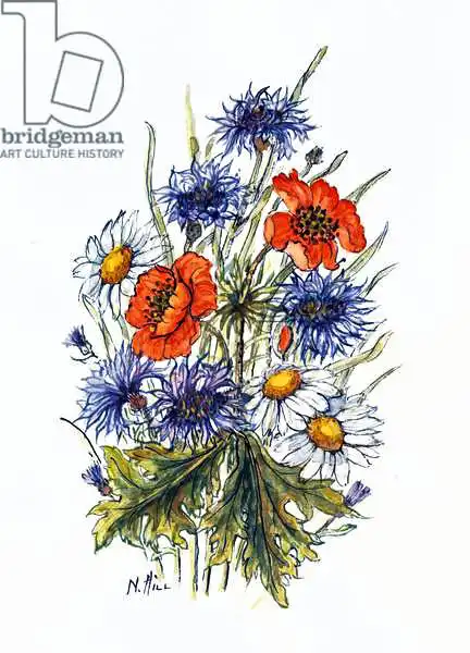 Hill, Nell: Aciano, amapola y margarita de ojo de buey