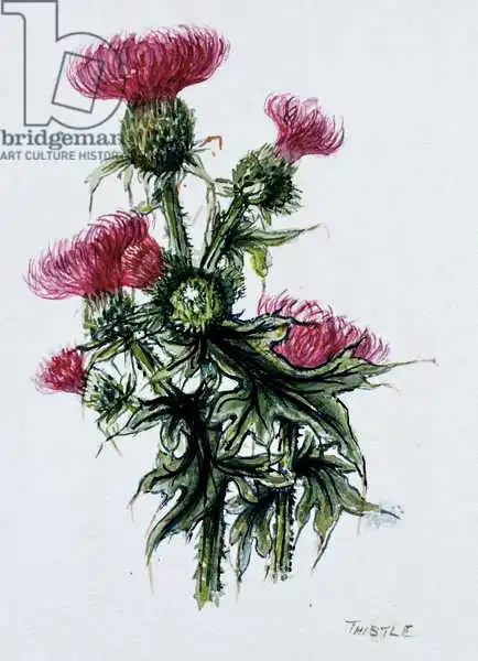 Hill, Nell: Cardo escocés