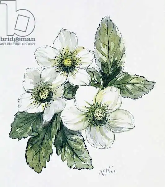 Hill, Nell: Rosa de Navidad