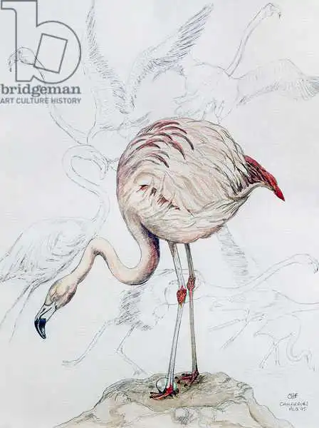 Hubbard-Ford, Carolyn: Flamingo