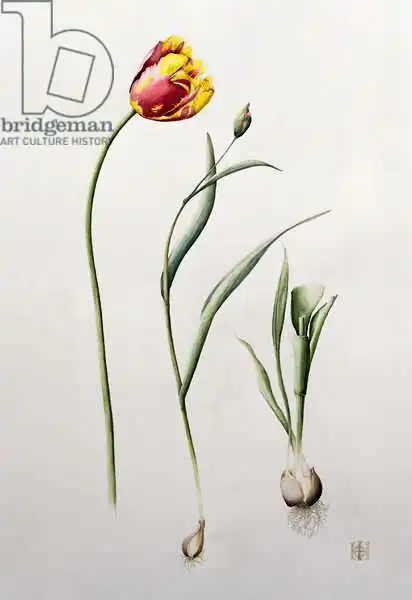 Hordern, Iona: Tulipe de perroquet