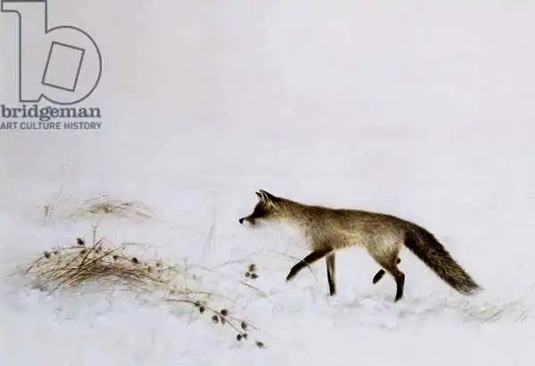 Neville, Jane: Fox in Snow