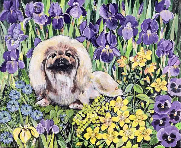 Jones, Hilary: Peke in the Flower Bed