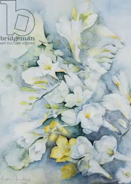 Armitage, Karen: Freesia Eldus, Giant White