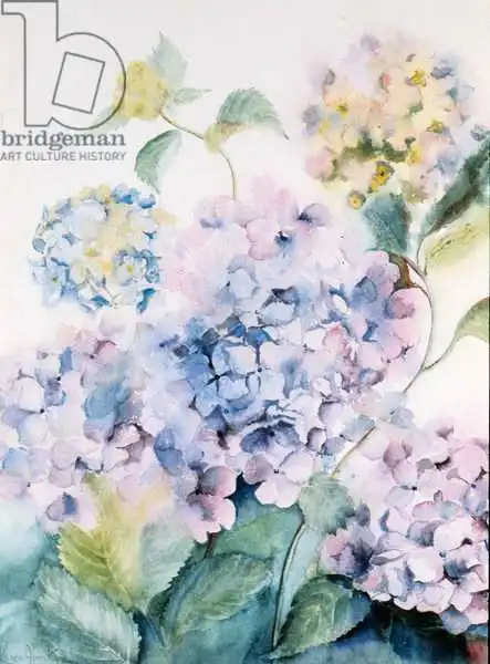 Armitage, Karen: Hydrangea, Blue Wave I