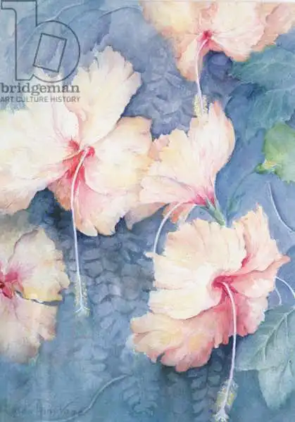 Armitage, Karen: Hibiscus, apricot